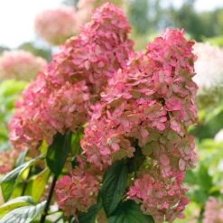 Fire Light® Panicle Hydrangea -Great Garden Plants Sales Store hydrangea paniculata fire light 3 sw