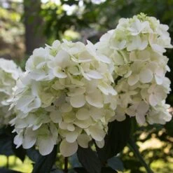 Fire Light® Panicle Hydrangea -Great Garden Plants Sales Store hydrangea paniculata fire light 4 sw