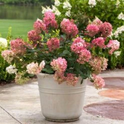 Fire Light® Panicle Hydrangea -Great Garden Plants Sales Store hydrangea paniculata fire light 5 sw