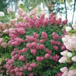 Fire Light® Panicle Hydrangea -Great Garden Plants Sales Store hydrangea paniculata fire light 6 sw