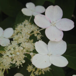 Little Quick Fire® Panicle Hydrangea 8 Little Quick Fire® Panicle Hydrangea -Great Garden Plants Sales Store hydrangea paniculata quick fire 3