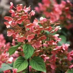 Little Quick Fire® Panicle Hydrangea 9 Little Quick Fire® Panicle Hydrangea -Great Garden Plants Sales Store hydrangea paniculata quick fire 4