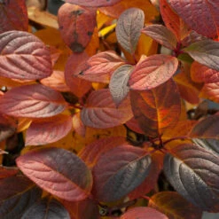 Little Quick Fire® Panicle Hydrangea 10 Little Quick Fire® Panicle Hydrangea -Great Garden Plants Sales Store hydrangea paniculata quick fire 5