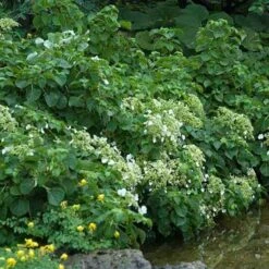 Climbing Hydrangea -Great Garden Plants Sales Store hydrangea petiolaris 3 sw