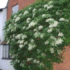 Climbing Hydrangea -Great Garden Plants Sales Store hydrangea petiolaris 4 sw