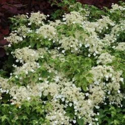 Climbing Hydrangea -Great Garden Plants Sales Store hydrangea petiolaris 5 sw