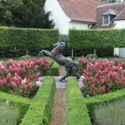 Pinky Winky® Panicle Hydrangea -Great Garden Plants Sales Store hydrangea pinky winky 3