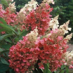 Pinky Winky® Panicle Hydrangea -Great Garden Plants Sales Store hydrangea pinky winky 4