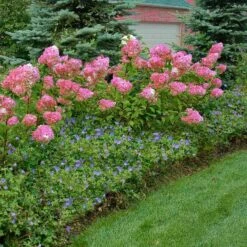 Vanilla Strawberry® Panicle Hydrangea -Great Garden Plants Sales Store hydrangea vanilla strawberry 10