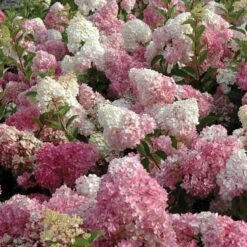 Vanilla Strawberry® Panicle Hydrangea -Great Garden Plants Sales Store hydrangea vanilla strawberry 3