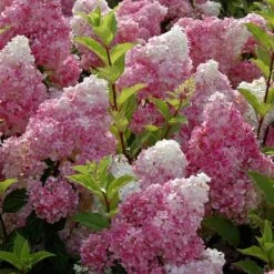 Vanilla Strawberry® Panicle Hydrangea -Great Garden Plants Sales Store hydrangea vanilla strawberry 6