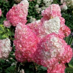 Vanilla Strawberry® Panicle Hydrangea -Great Garden Plants Sales Store hydrangea vanilla strawberry 7