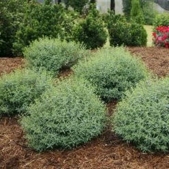 Blues Festival® St. John's Wort -Great Garden Plants Sales Store hypericum blues festival 3 sw