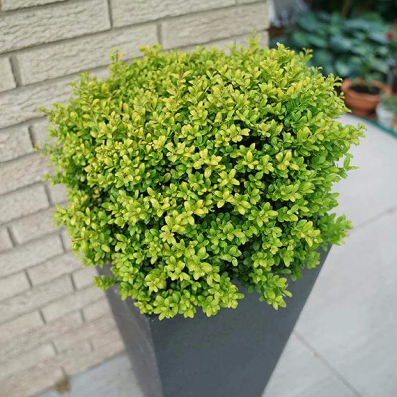 Brass Buckle® Japanese Holly 2 Brass Buckle® Japanese Holly - Image 2