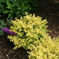 Brass Buckle® Japanese Holly 6 Brass Buckle® Japanese Holly -Great Garden Plants Sales Store ilex brass buckle 3 sw