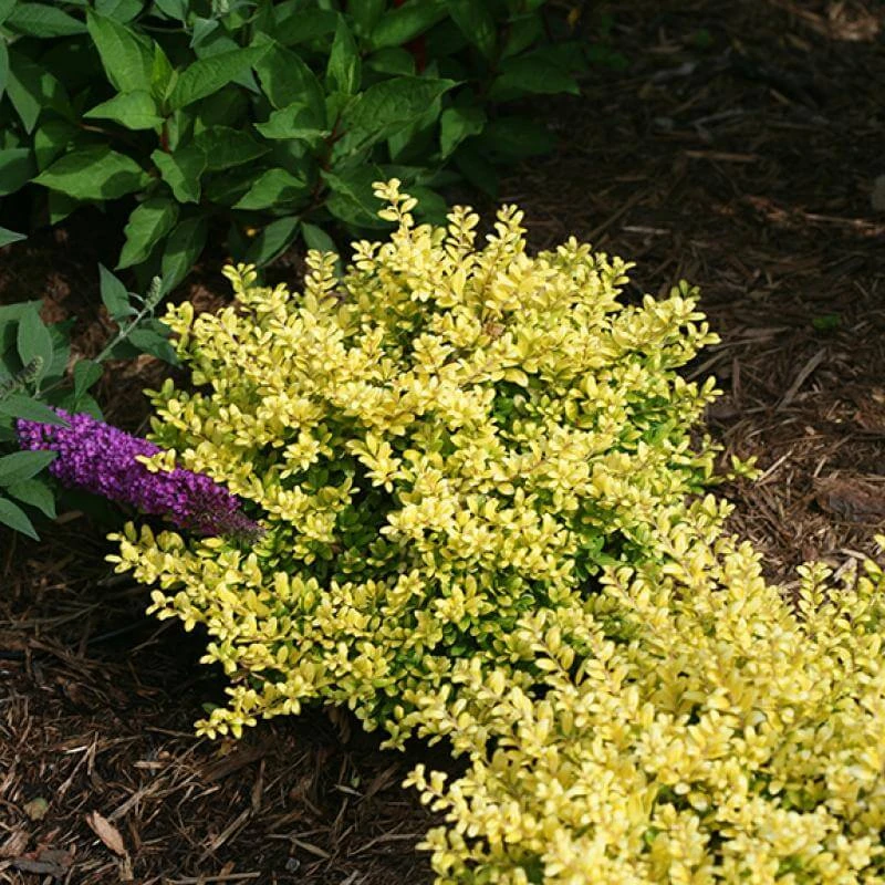 Brass Buckle® Japanese Holly 3 Brass Buckle® Japanese Holly - Image 3