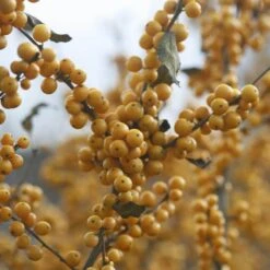 Berry Heavy® Gold Winterberry Holly -Great Garden Plants Sales Store ilex verticillata berry heavy gold 1 3f32e30d d777 4cf7 93ff 2e94c58e0c4c sw