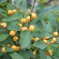 Berry Heavy® Gold Winterberry Holly -Great Garden Plants Sales Store ilex verticillata berry heavy gold 2 aa81198c 24bb 4b32 877a 85fd13c13220 sw