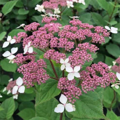 Invincibelle Lace™ Smooth Hydrangea -Great Garden Plants Sales Store invincibelle lace smooth hydrangea 1
