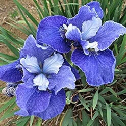 'Painted Desert' Siberian Iris