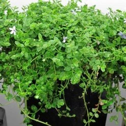 Blue Star Creeper (Isotoma Fluviatilis) -Great Garden Plants Sales Store isotoma fluviatilis blue star creeper 4