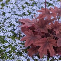 Blue Star Creeper (Isotoma Fluviatilis) -Great Garden Plants Sales Store isotoma fluviatilis blue star creeper 6