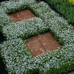 Blue Star Creeper (Isotoma Fluviatilis) -Great Garden Plants Sales Store isotoma fluviatilis blue star creeper 8