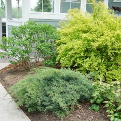 Montana Moss® Juniper -Great Garden Plants Sales Store juniperus montana moss 3