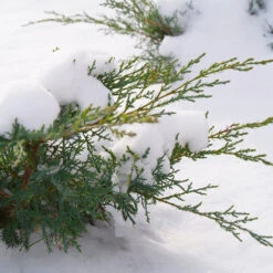 Montana Moss® Juniper -Great Garden Plants Sales Store juniperus montana moss 4