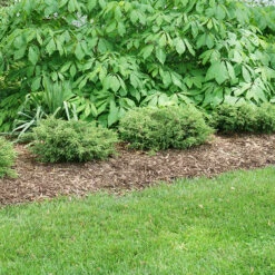 Tortuga® Juniper -Great Garden Plants Sales Store juniperus tortuga 3