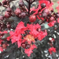 Center Stage® Red Crapemyrtle -Great Garden Plants Sales Store lagerstroemia center stage red 3 sw