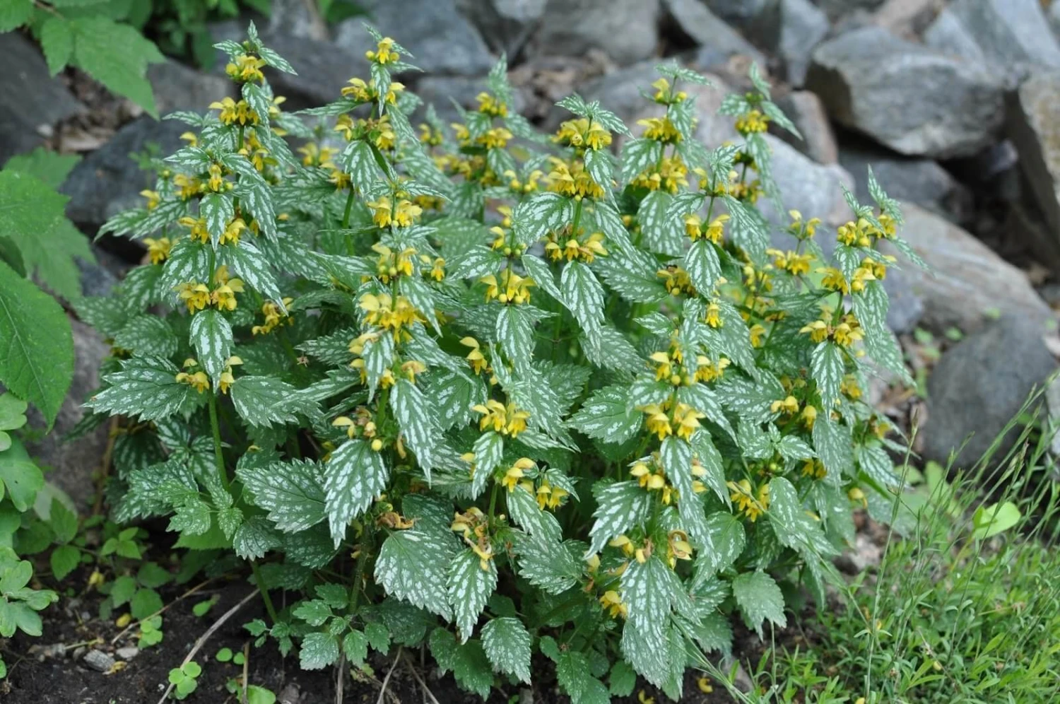 'Hermann's Pride' Spotted Dead-Nettle 2 'Hermann's Pride' Spotted Dead-Nettle - Image 2