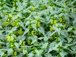 'Hermann's Pride' Spotted Dead-Nettle 5 'Hermann's Pride' Spotted Dead-Nettle -Great Garden Plants Sales Store lamiastrum hermanns pride 4 sw