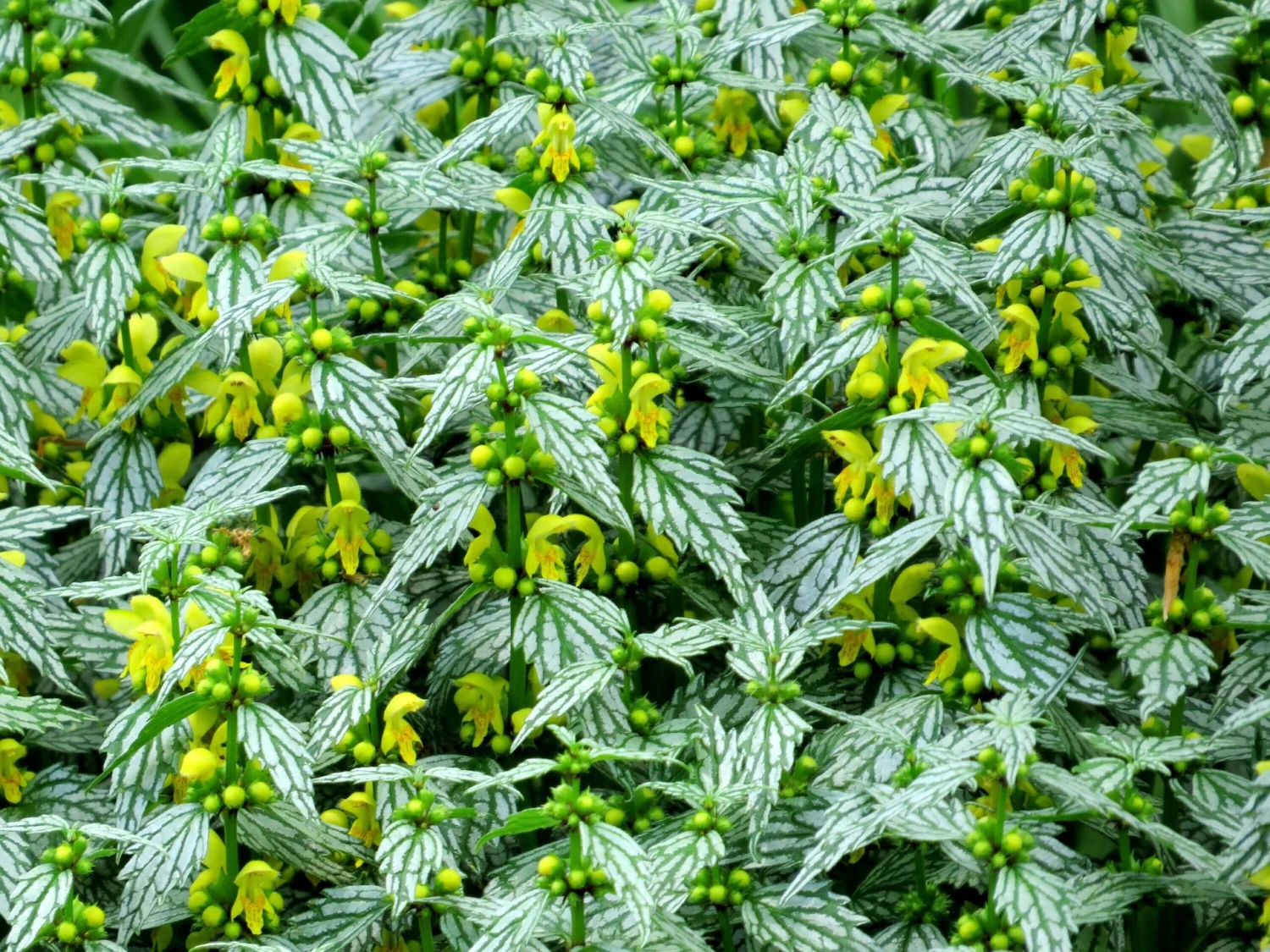 'Hermann's Pride' Spotted Dead-Nettle 3 'Hermann's Pride' Spotted Dead-Nettle - Image 3