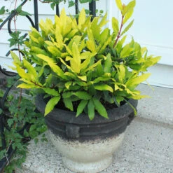 Sicilian Sunshine® Bay Laurel -Great Garden Plants Sales Store laurus sicilian sunshine 3