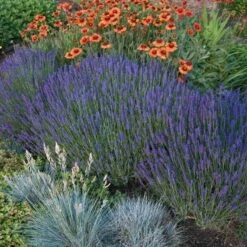 'Hidcote' Lavender -Great Garden Plants Sales Store lavender hidcote 4 sw