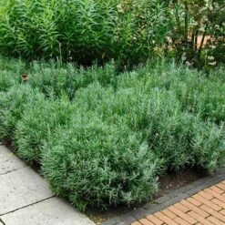 'Hidcote' Lavender -Great Garden Plants Sales Store lavender hidcote 6 sw