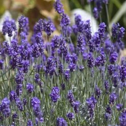 'Hidcote' Lavender -Great Garden Plants Sales Store lavender hidcote 8 sw