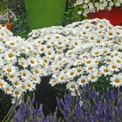 Mother's Day Collection -Great Garden Plants Sales Store leucanthemum daisy may shasta daisy 2