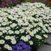 'Snowcap' Shasta Daisy