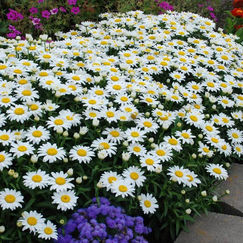 'Snowcap' Shasta Daisy 1 'Snowcap' Shasta Daisy