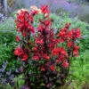 'Vulcan Red' Cardinal Flower