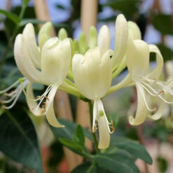 'Scentsation' Honeysuckle Vine -Great Garden Plants Sales Store lonicera scentsation honeysuckle 4
