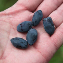 Yezberry Honey Bunch® Japanese Haskap -Great Garden Plants Sales Store lonicera yezberry honey bunch 3 P