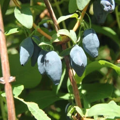 Yezberry® Maxie™ Japanese Haskap -Great Garden Plants Sales Store lonicera yezberry maxie 3 P