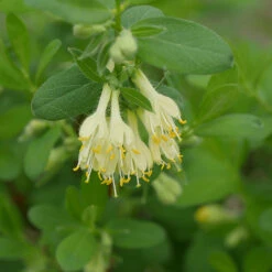 Yezberry® Solo™ Japanese Haskap -Great Garden Plants Sales Store lonicera yezberry solo 3 P