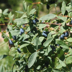 Yezberry Sugar Pie® Japanese Haskap -Great Garden Plants Sales Store lonicera yezberry sugar pie 2 P