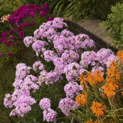 Luminary™ 'Opalescence' Phlox -Great Garden Plants Sales Store luminary opalescence phlox 3