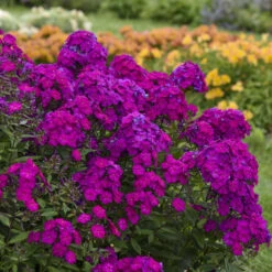 Luminary™ 'Ultraviolet' Tall Garden Phlox -Great Garden Plants Sales Store luminary ultraviolet phlox 3