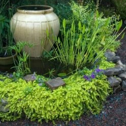 Yellow Creeping Jenny -Great Garden Plants Sales Store lysimachia aurea creeping jenny 3